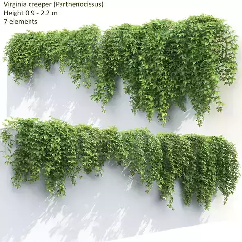 Virginia Creeper 02 3D model