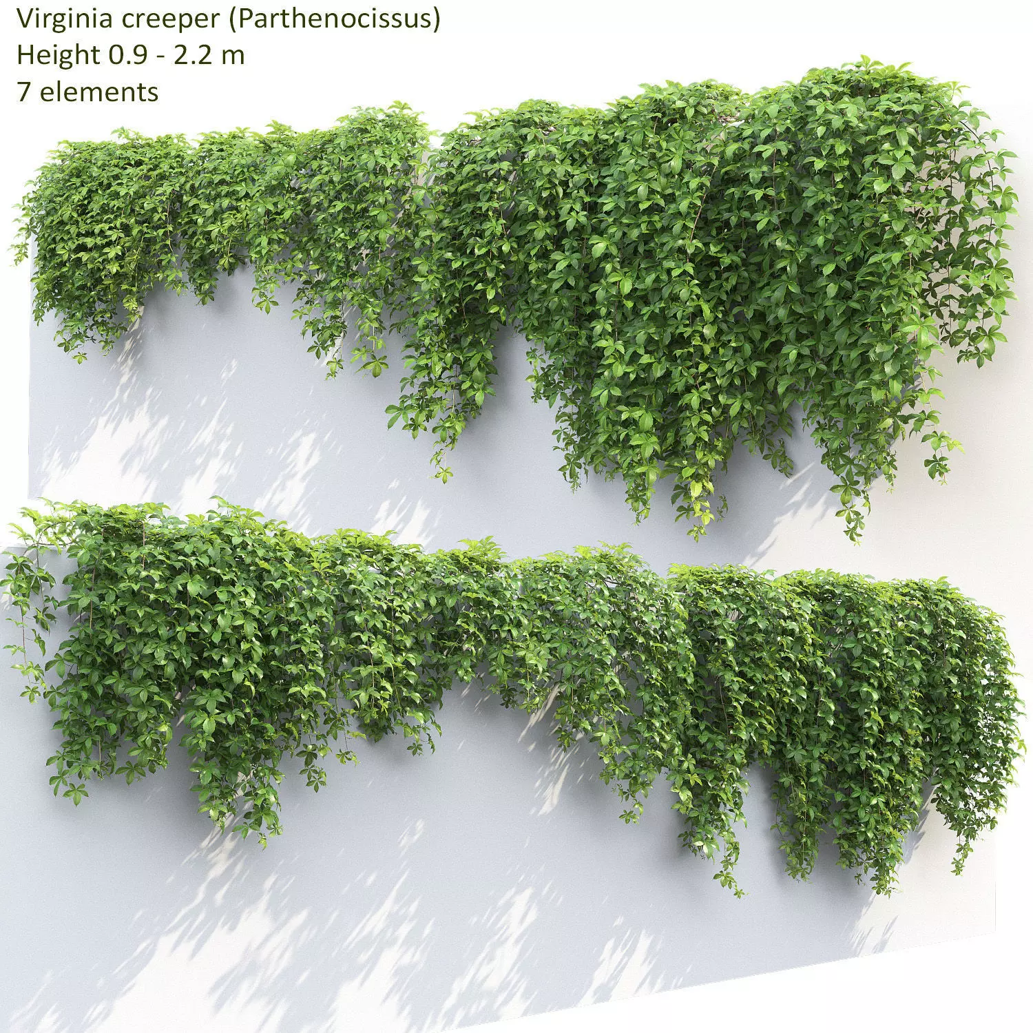 Virginia Creeper 02 3D model_0