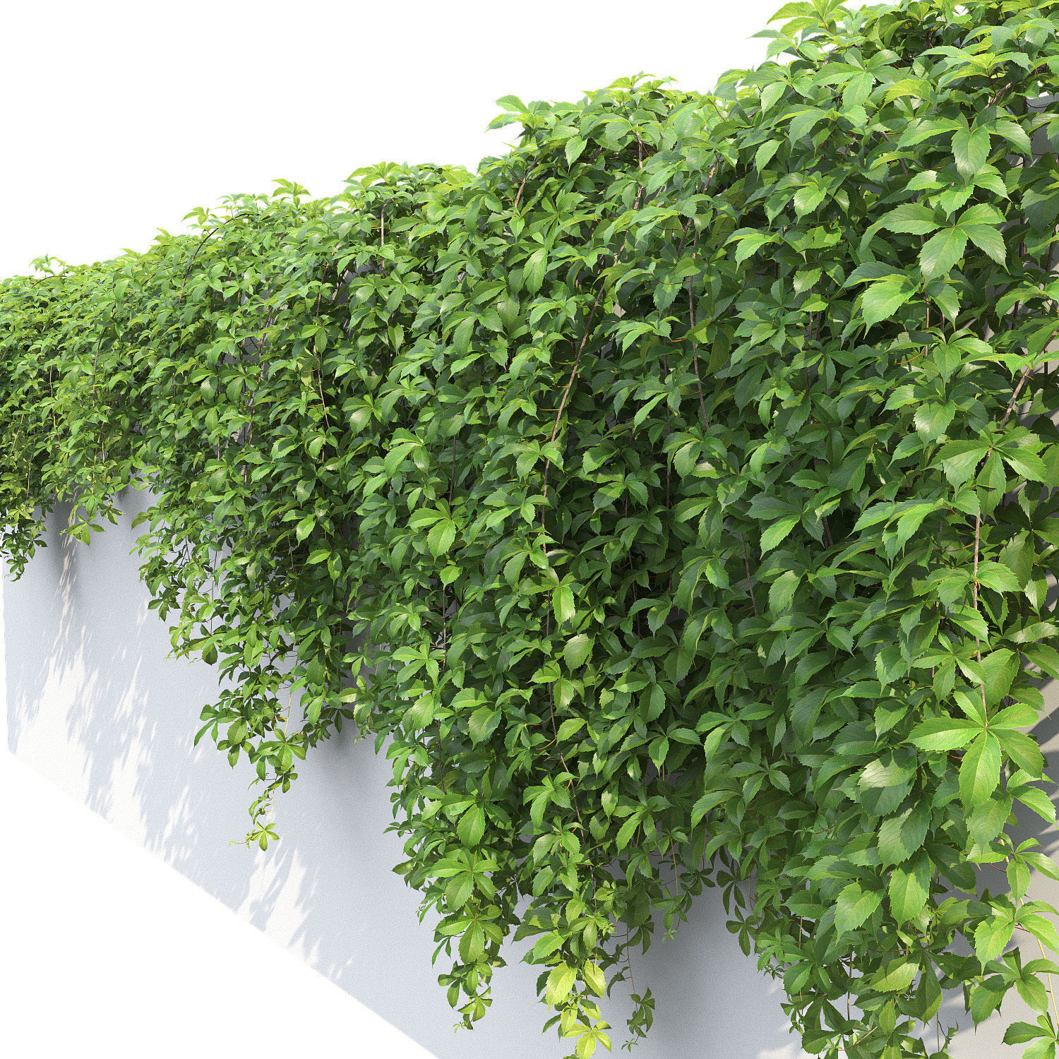 Virginia Creeper 02 3D model_1