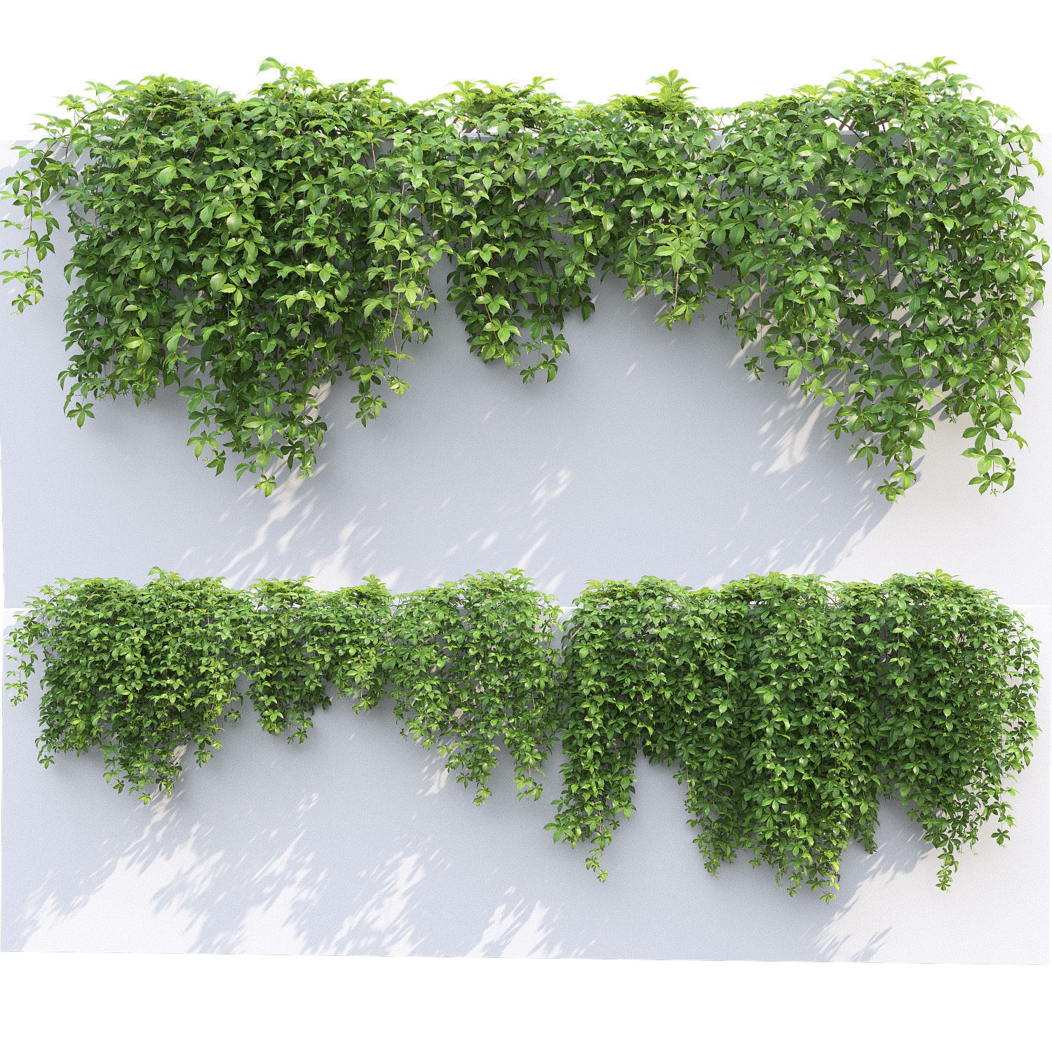 Virginia Creeper 02 3D model_2