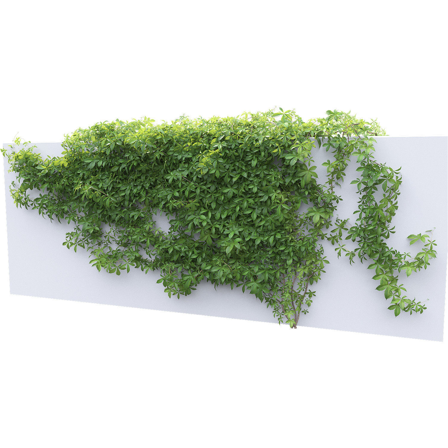 Virginia Creeper 03 3D model_3