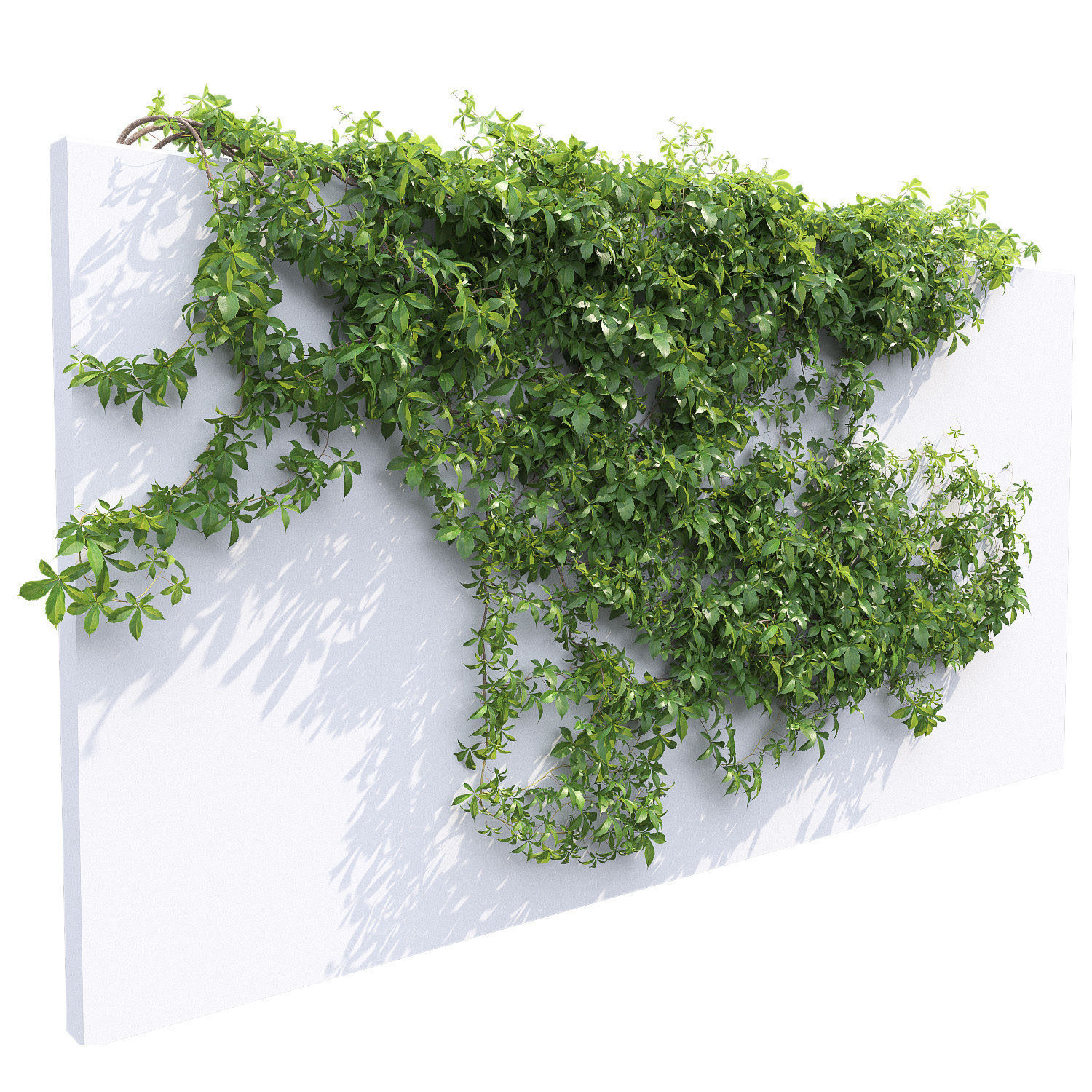 Virginia Creeper 03 3D model_2