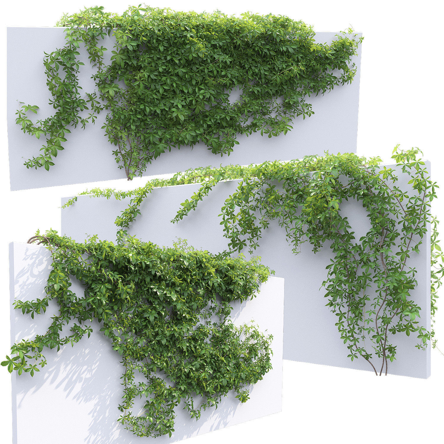 Virginia Creeper 03 3D model_1