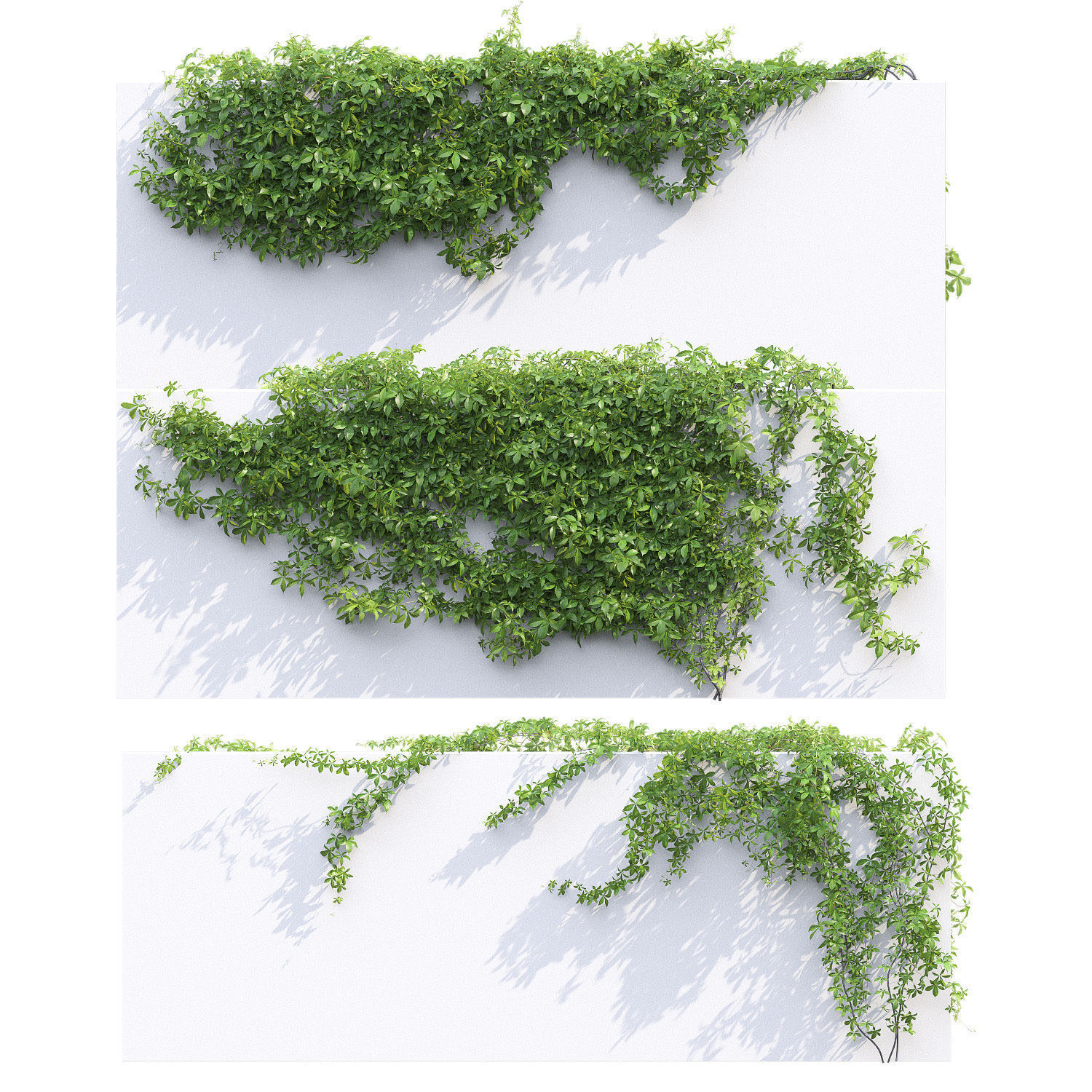 Virginia Creeper 03 3D model_6