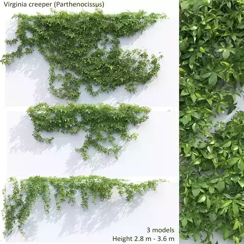 Virginia Creeper 03 3D model