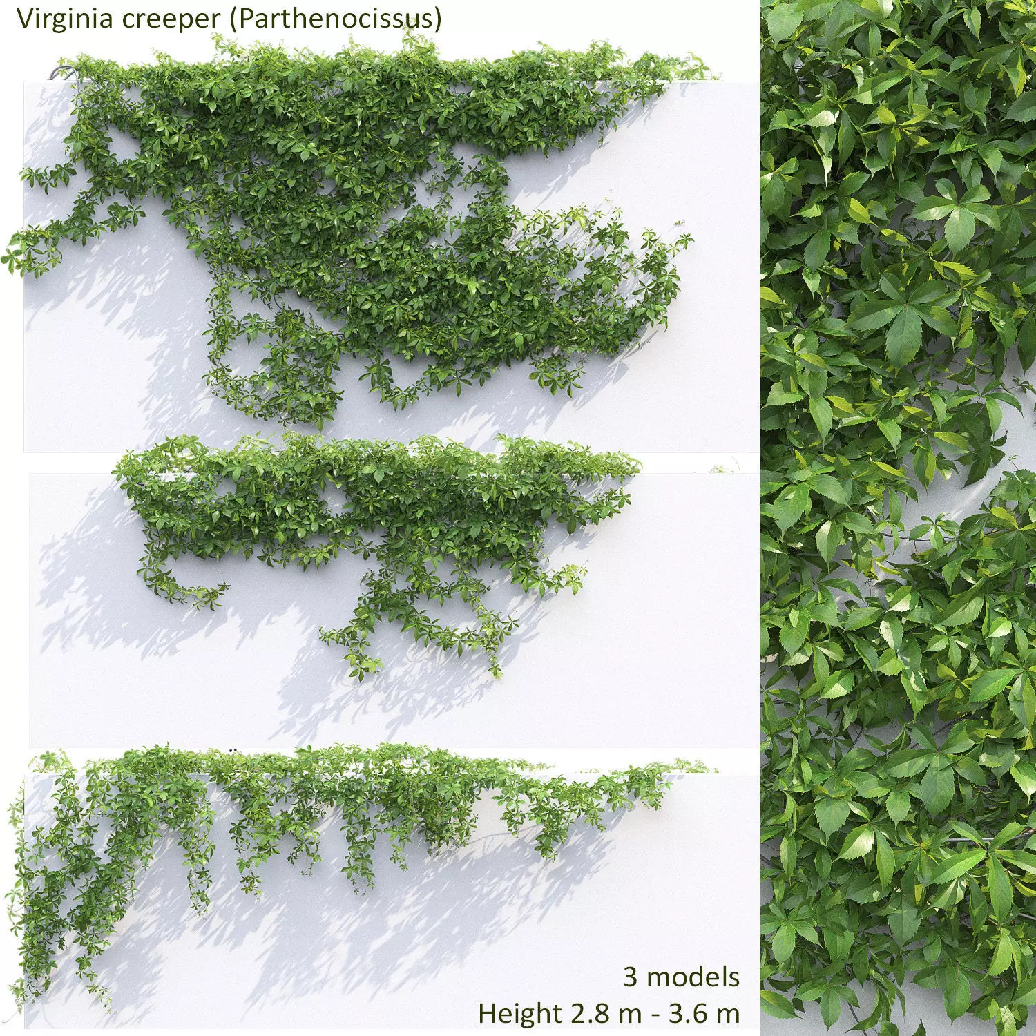 Virginia Creeper 03 3D model_0