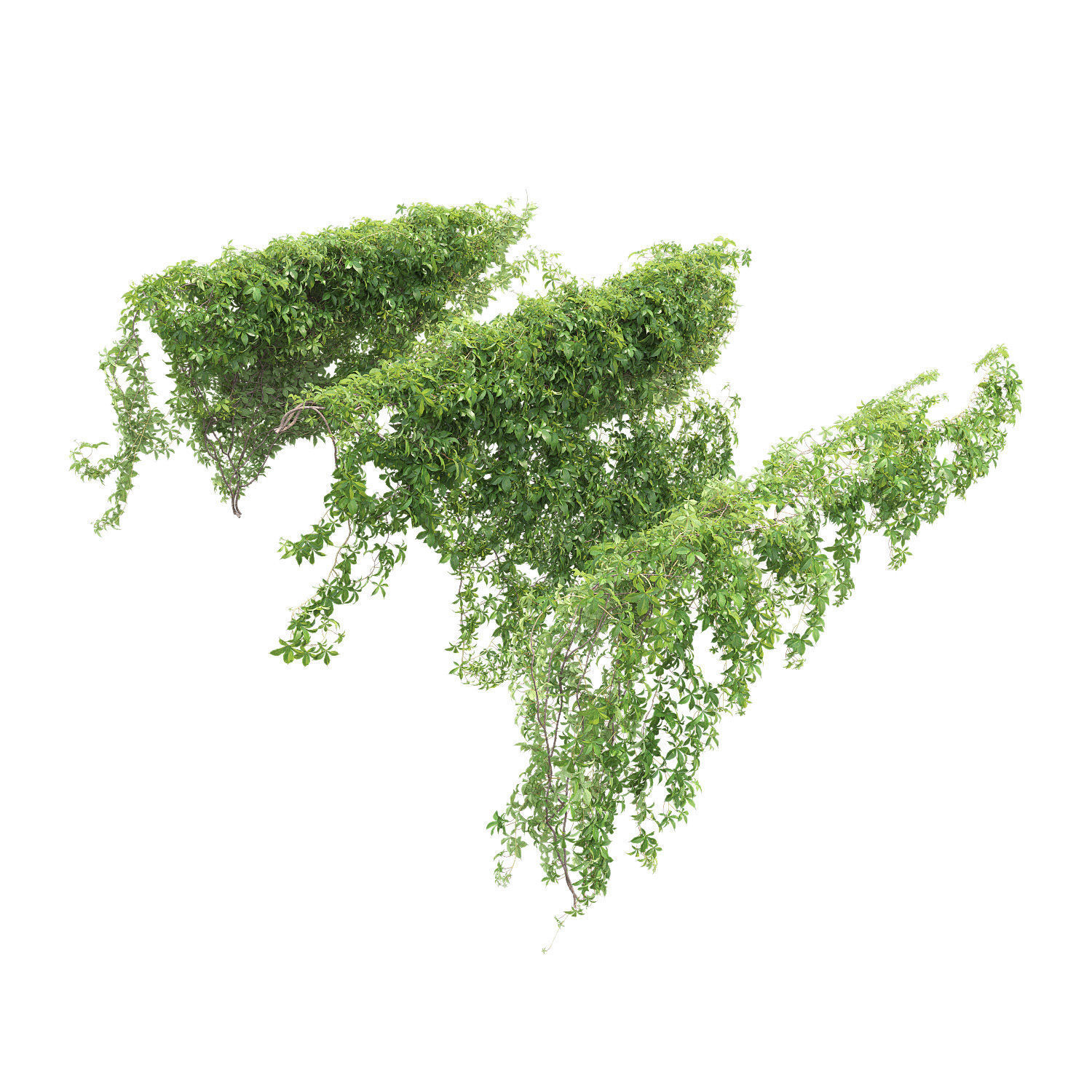 Virginia Creeper 03 3D model_5