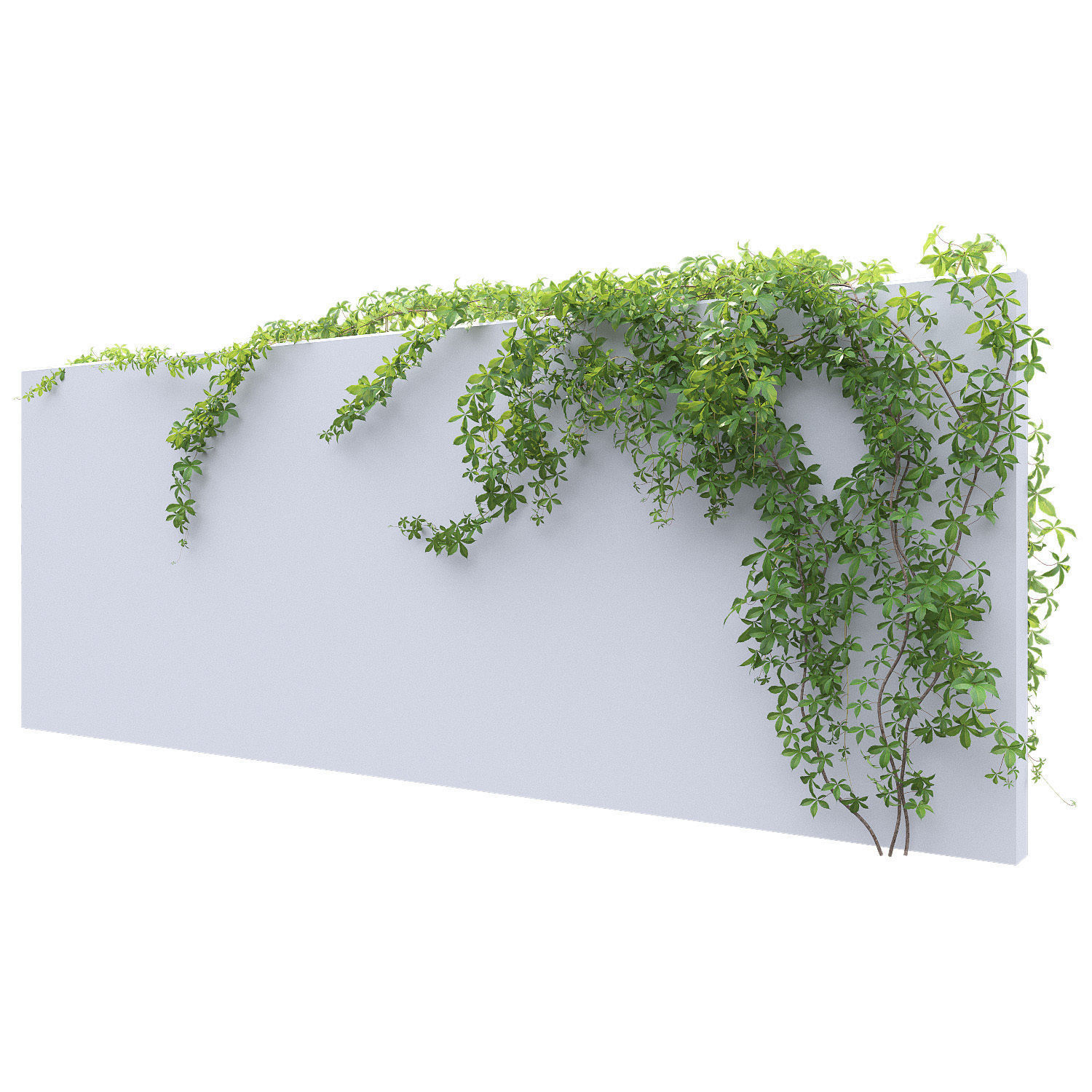 Virginia Creeper 03 3D model_4