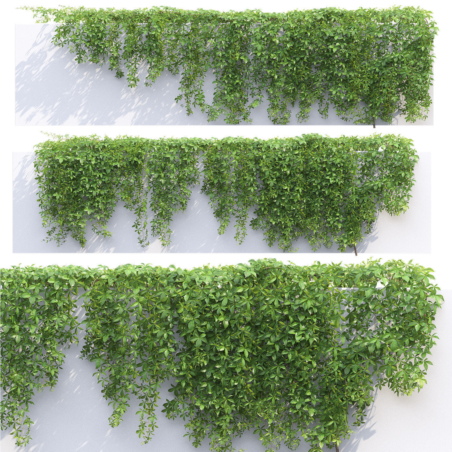 Virginia Creeper 04 3D model_4