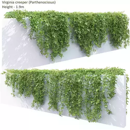 Virginia Creeper 04 3D model
