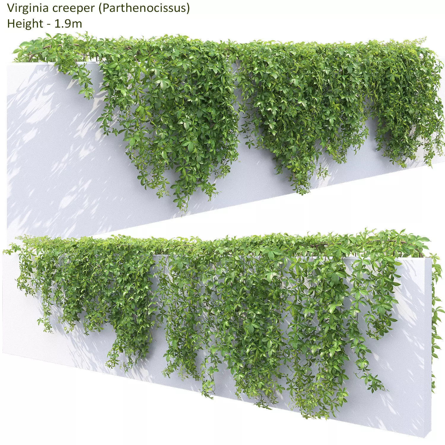 Virginia Creeper 04 3D model_0