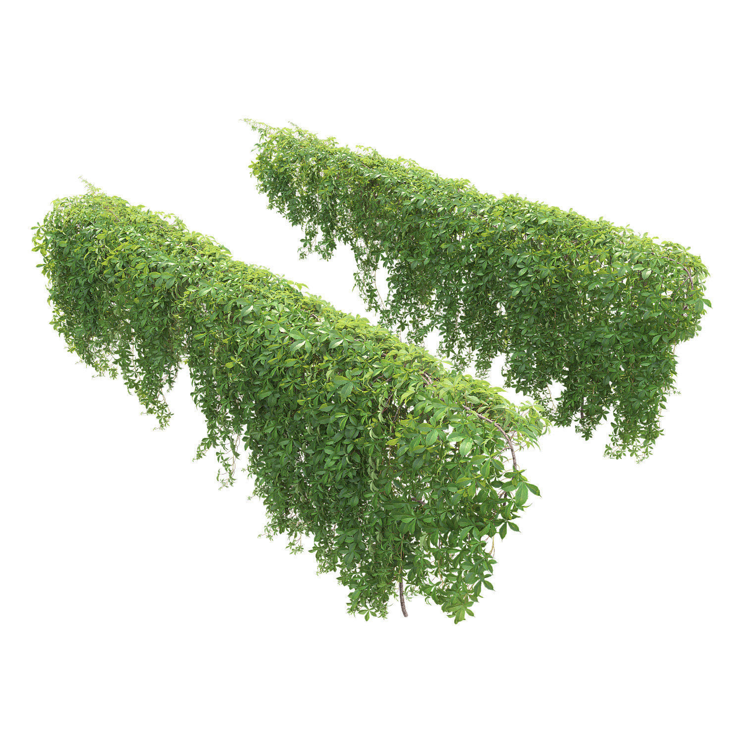 Virginia Creeper 04 3D model_1