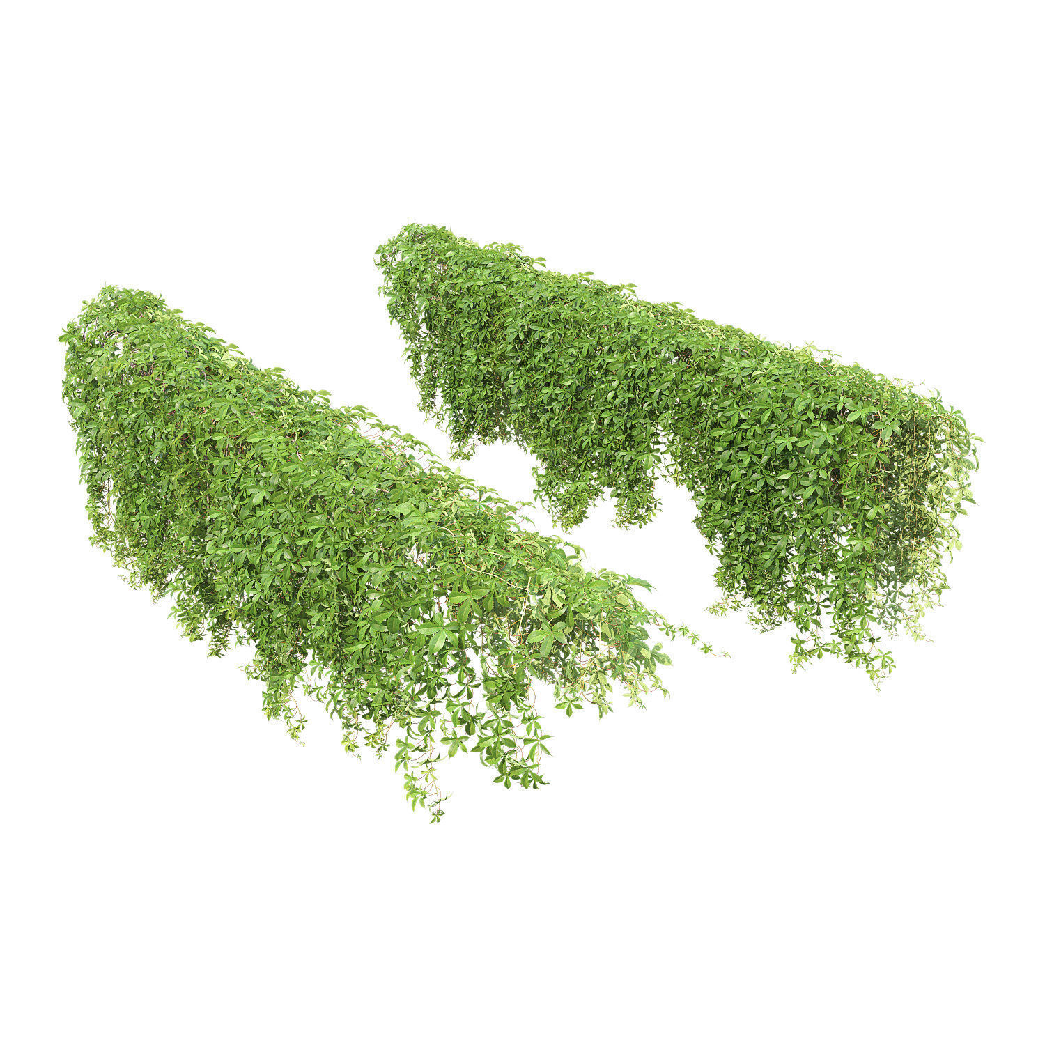 Virginia Creeper 04 3D model_2