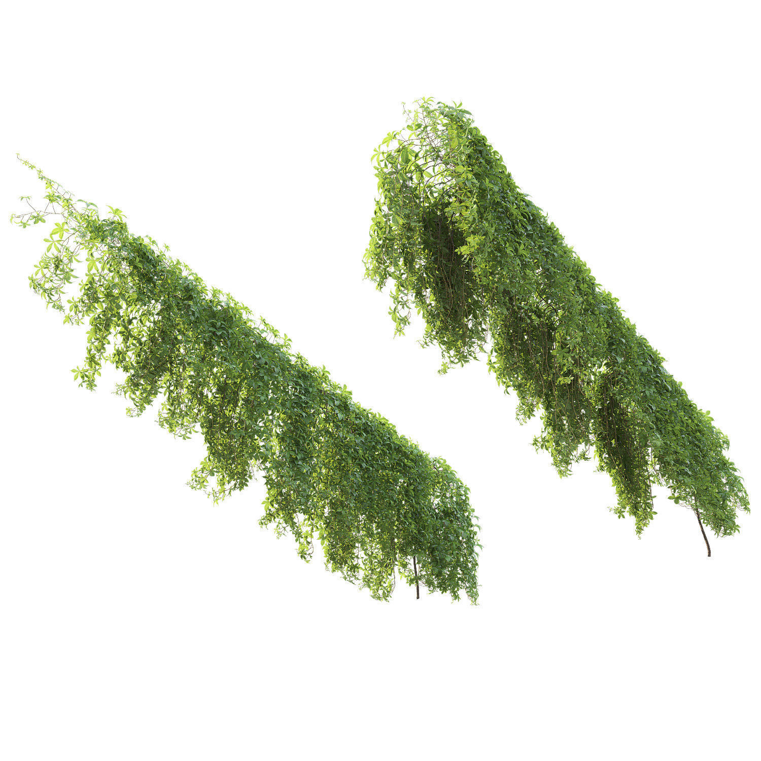 Virginia Creeper 04 3D model_3