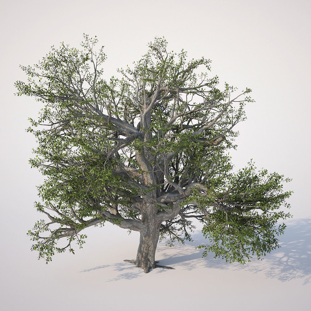 Broadleaf Tree 002 3D model_3