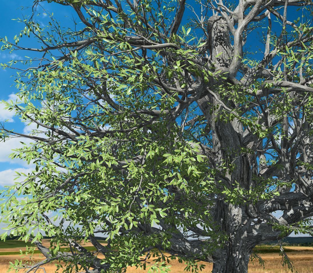 Broadleaf Tree 002 3D model_2