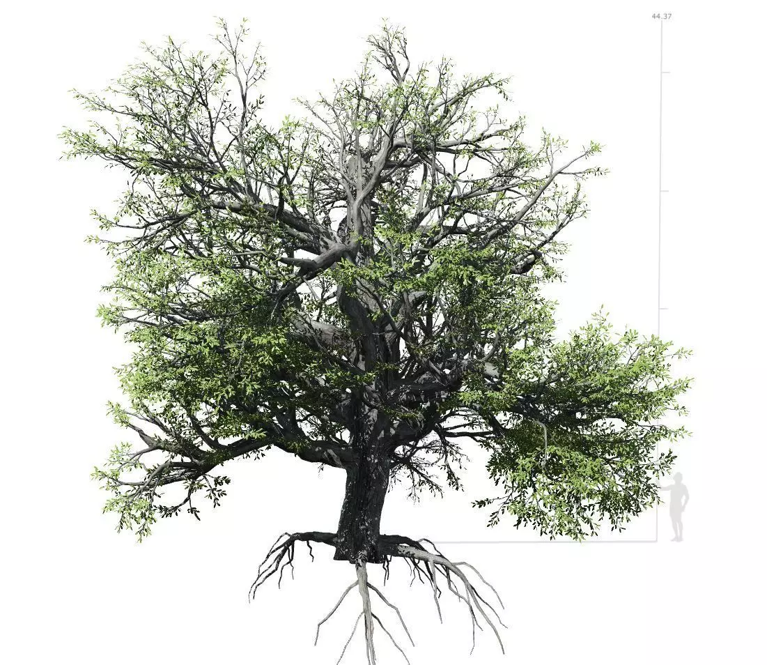 Broadleaf Tree 002 3D model_0