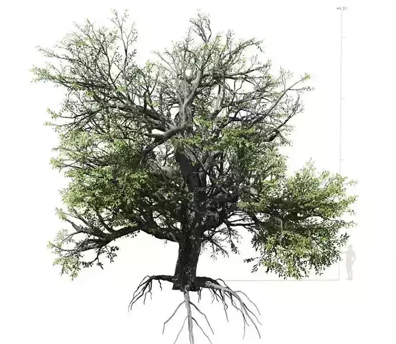 Broadleaf Tree 002 3D model