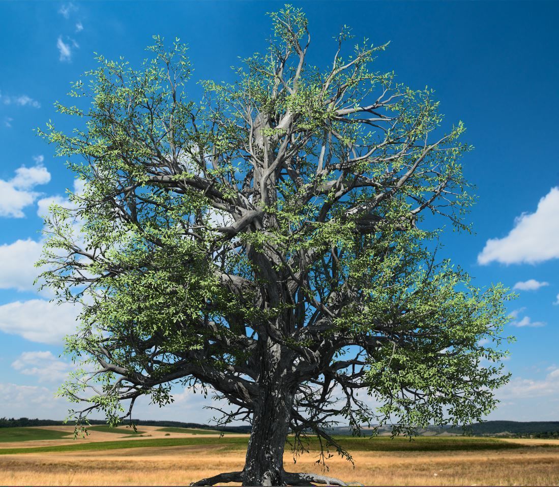 Broadleaf Tree 002 3D model_1