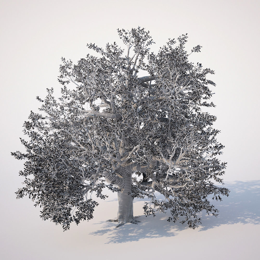 Broadleaf Tree 002 3D model_6