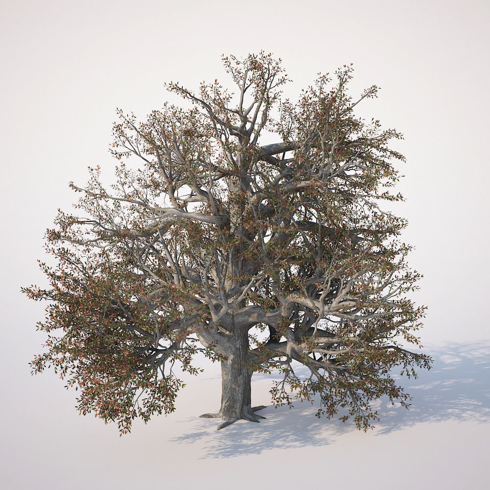 Broadleaf Tree 002 3D model_5