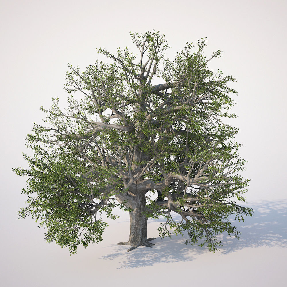 Broadleaf Tree 002 3D model_4