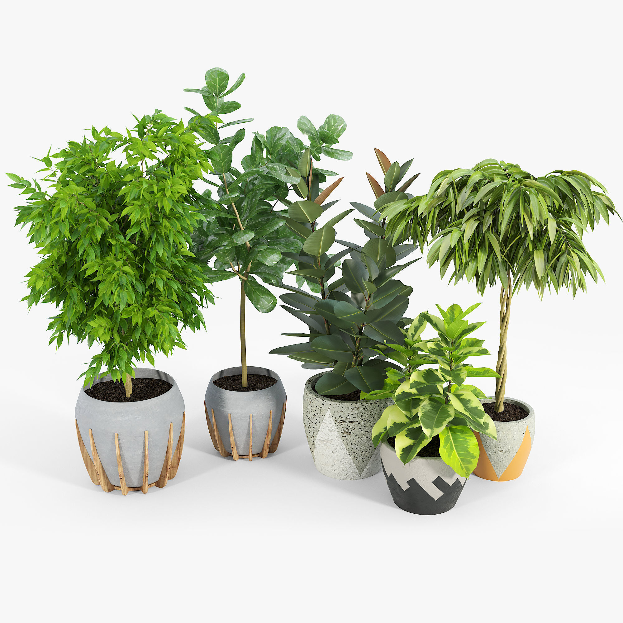 Ficus Set four potted plants 3D model_1
