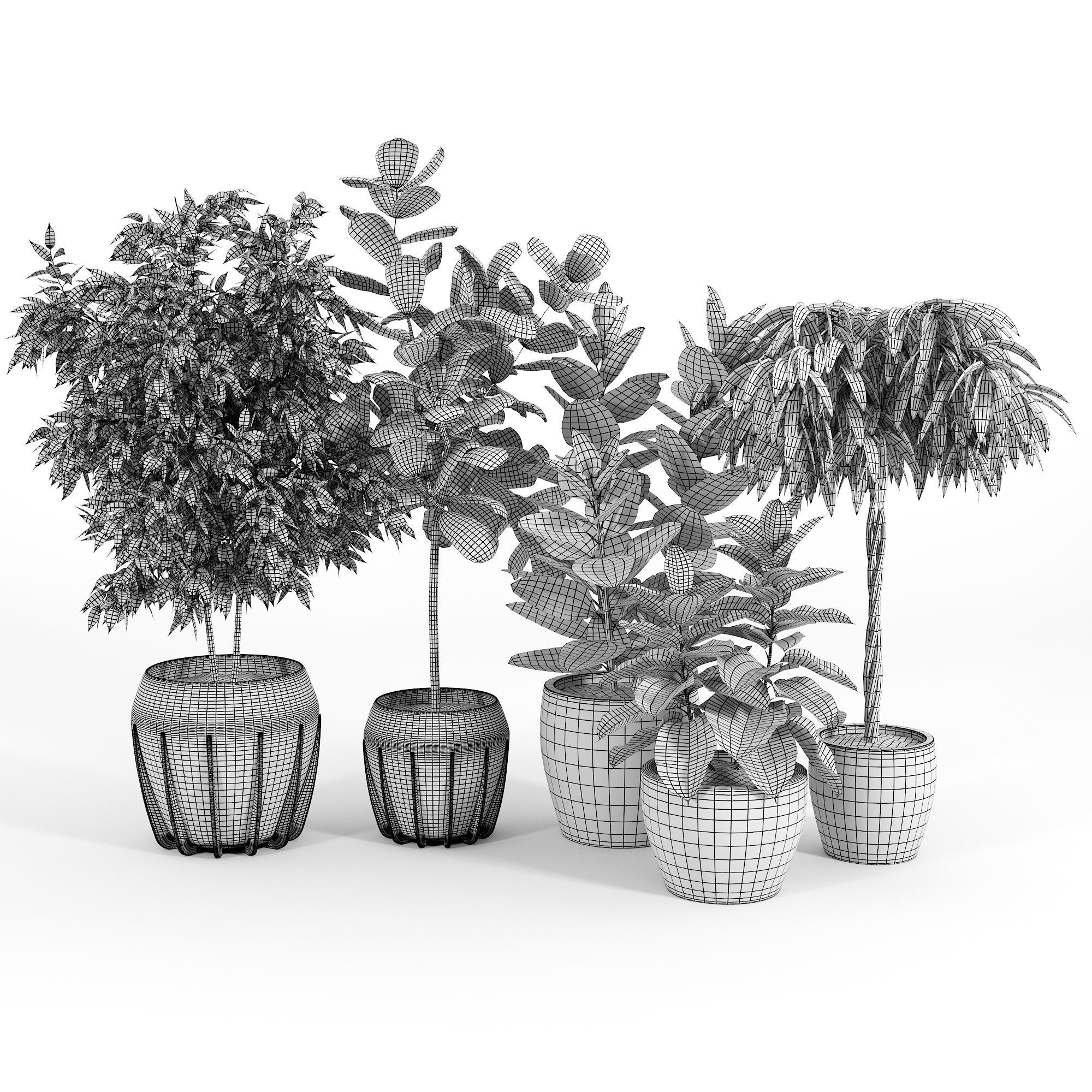 Ficus Set four potted plants 3D model_4