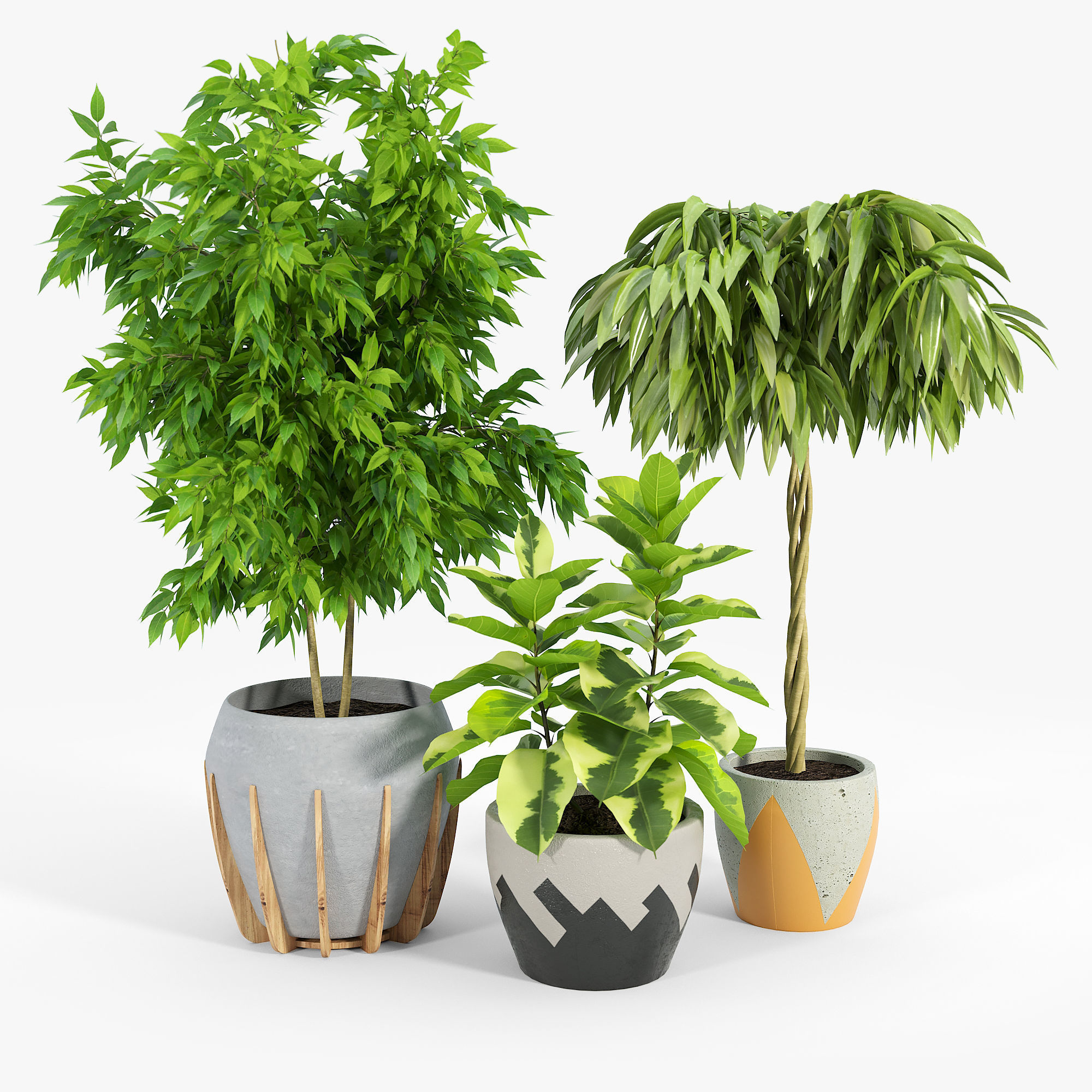 Ficus Set four potted plants 3D model_2