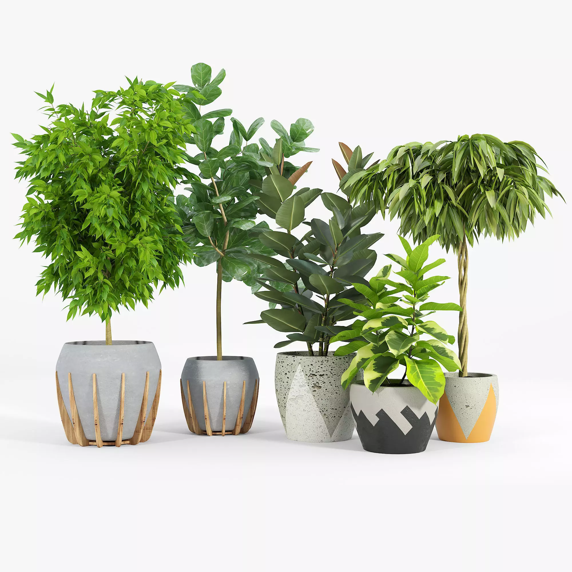 Ficus Set four potted plants 3D model_0