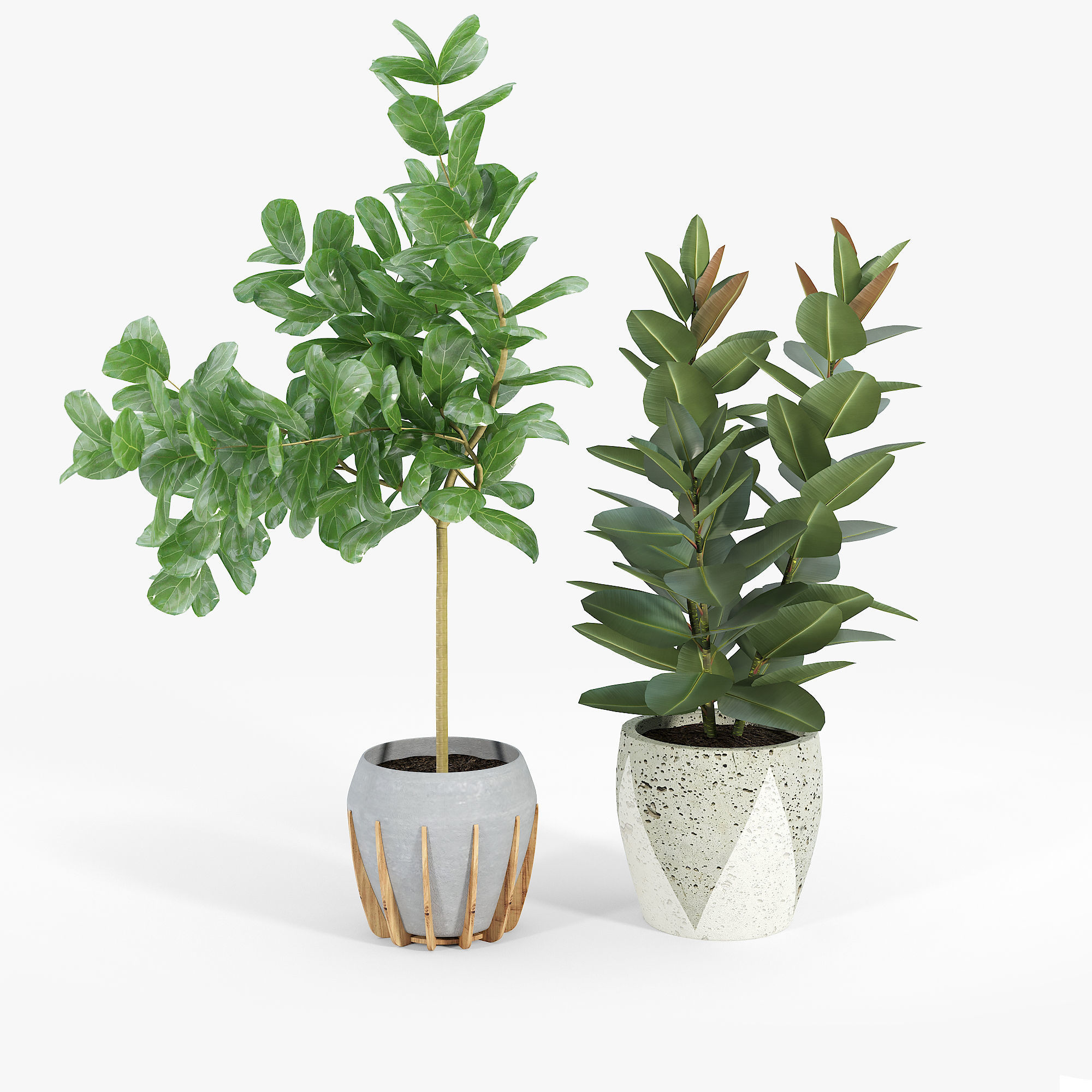 Ficus Set four potted plants 3D model_3