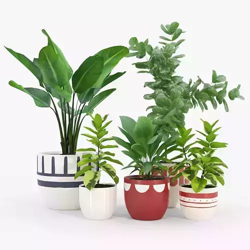 Ficus Set 2 two potted plants