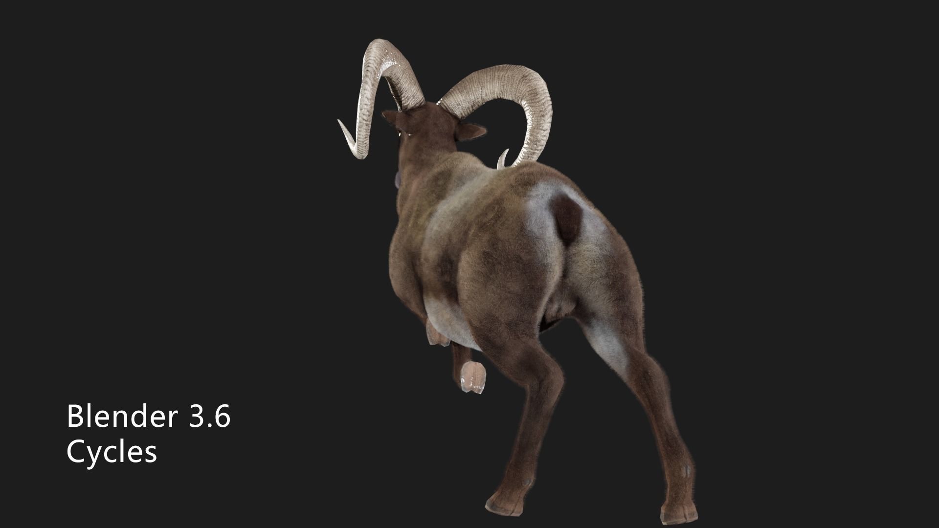 rigged goat ram sheep  Low-poly 3D model_11