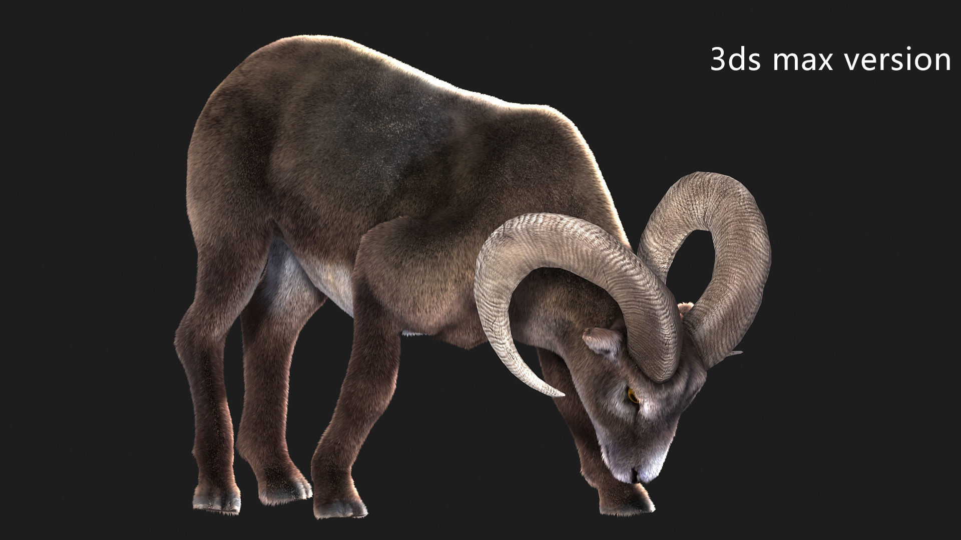 rigged goat ram sheep  Low-poly 3D model_5