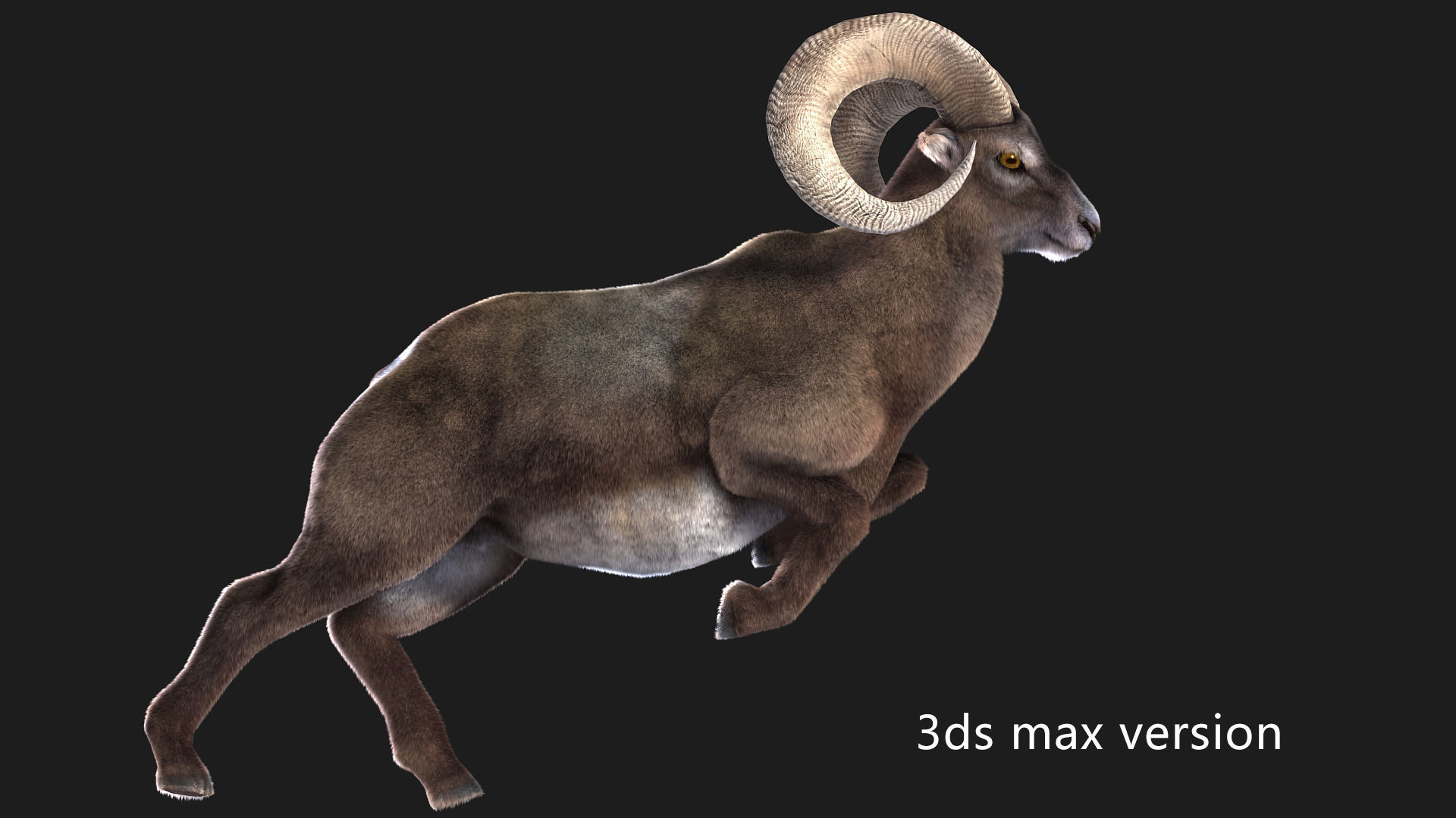 rigged goat ram sheep  Low-poly 3D model_3