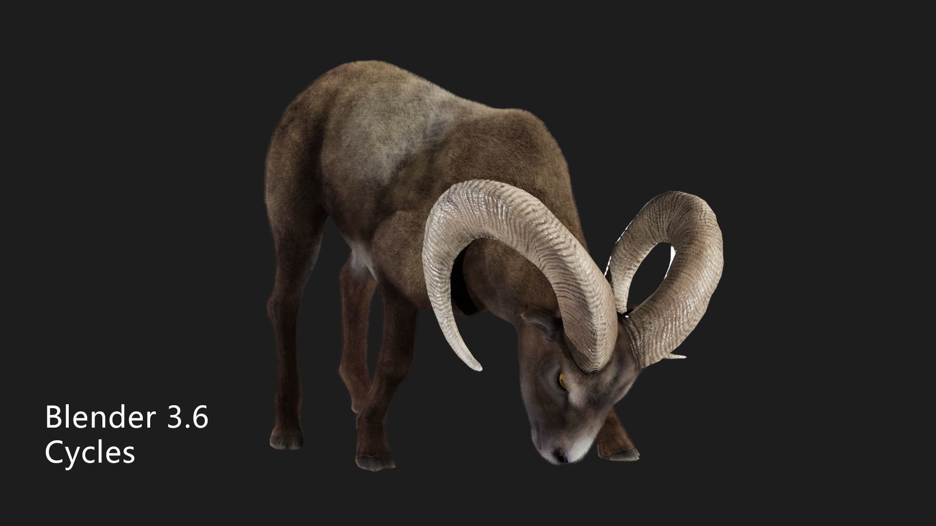 rigged goat ram sheep  Low-poly 3D model_7