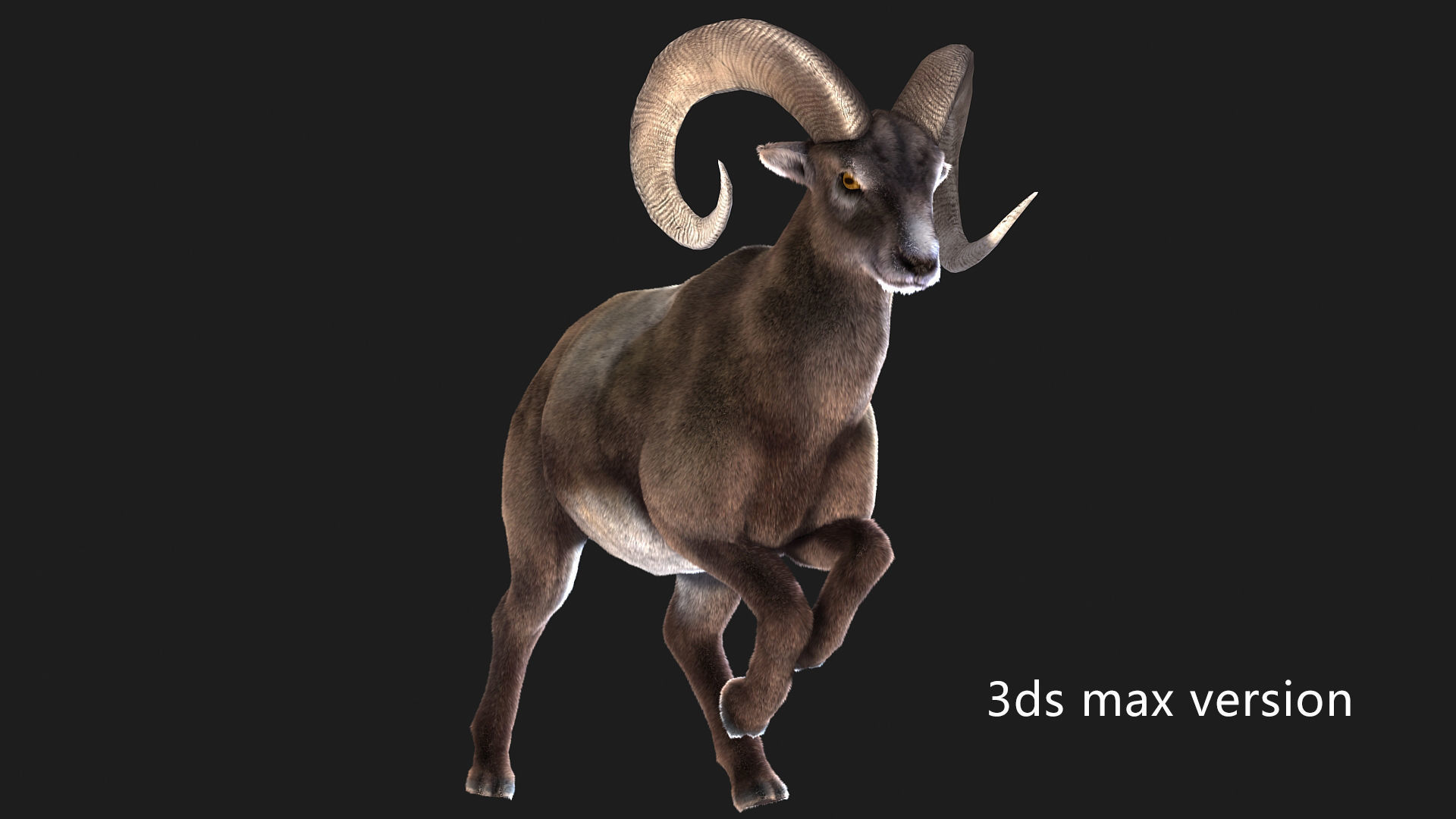 rigged goat ram sheep  Low-poly 3D model_4