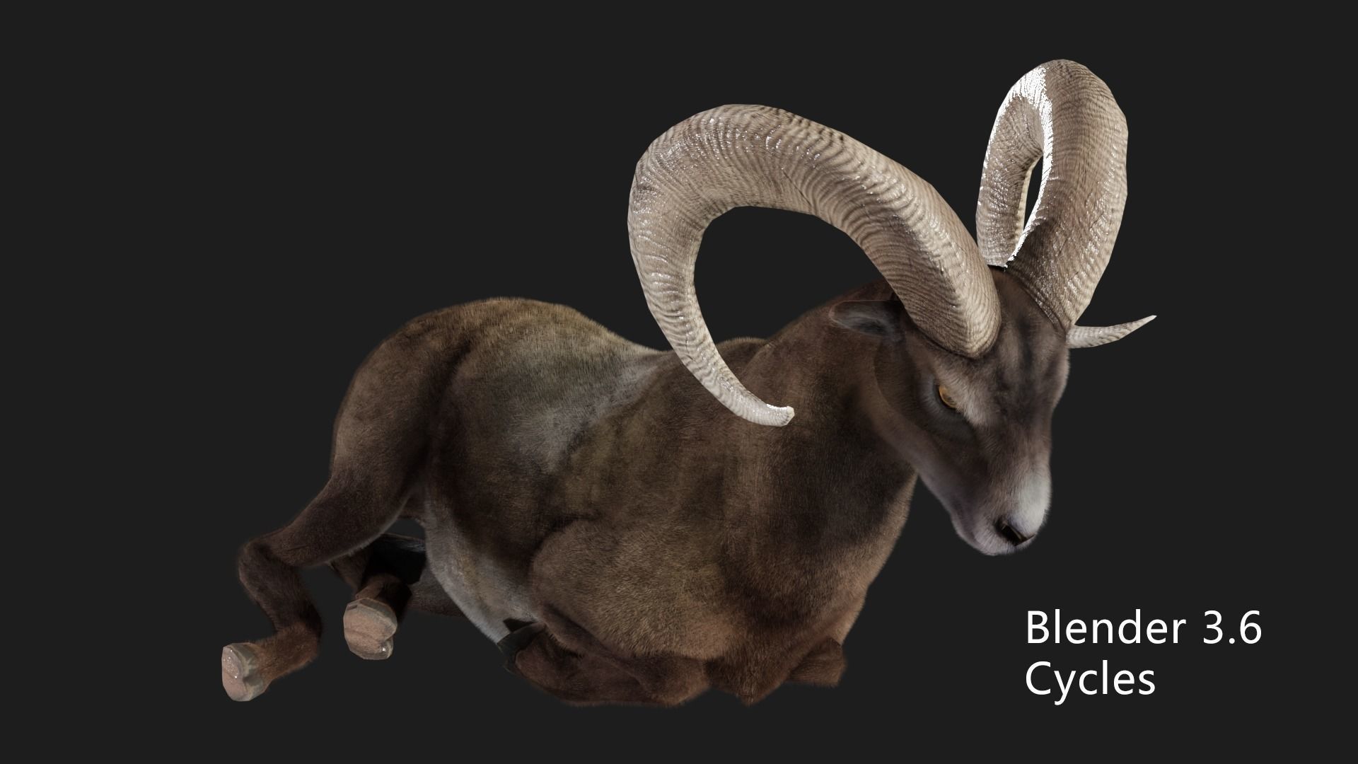 rigged goat ram sheep  Low-poly 3D model_12