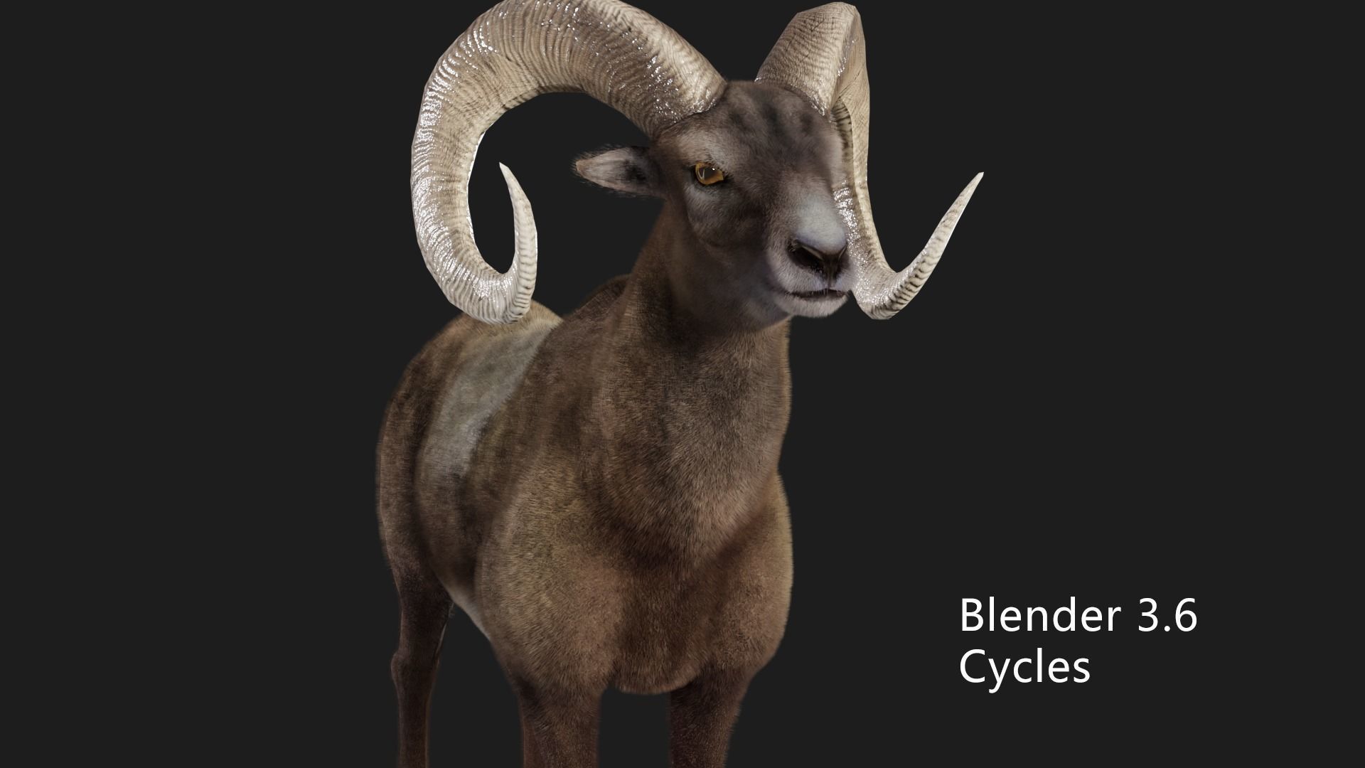 rigged goat ram sheep  Low-poly 3D model_8