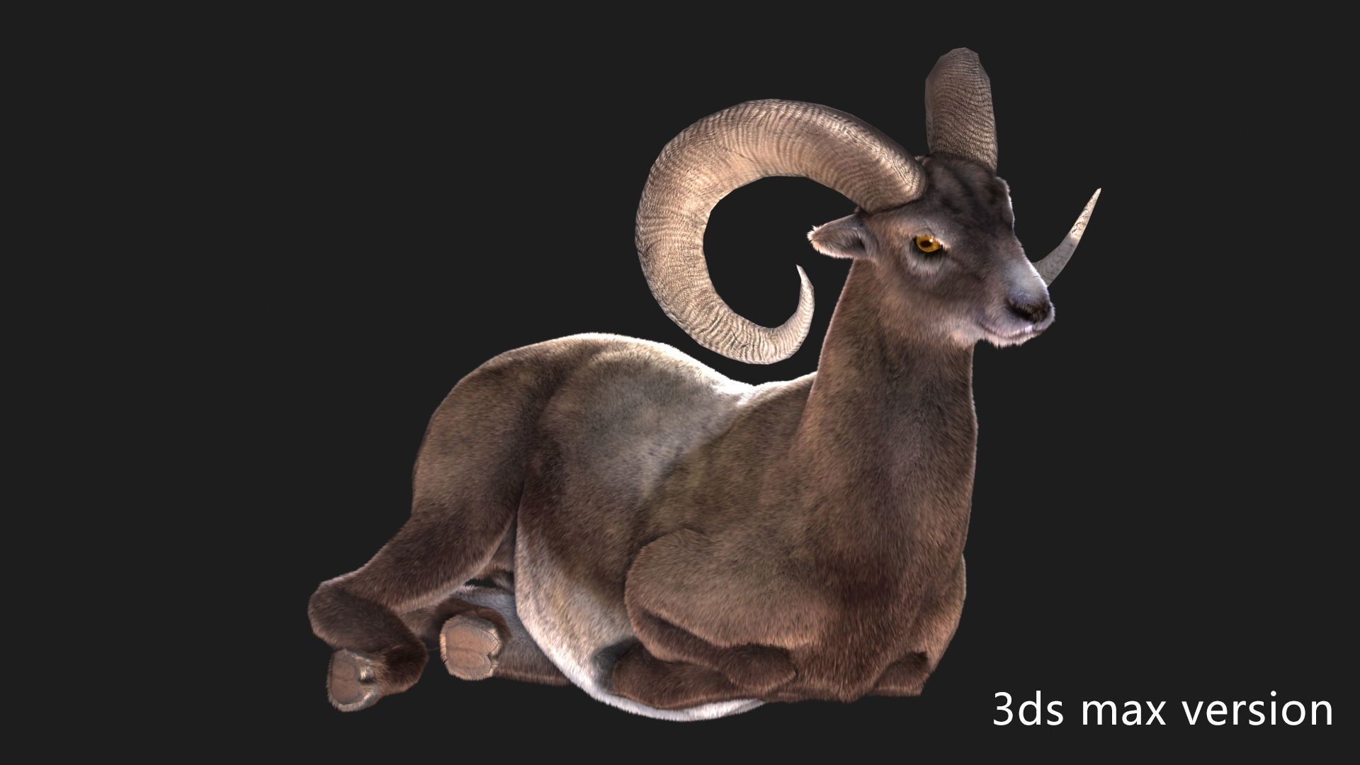 rigged goat ram sheep  Low-poly 3D model_6
