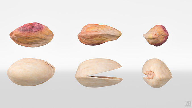 Pistacchio 3D model 5