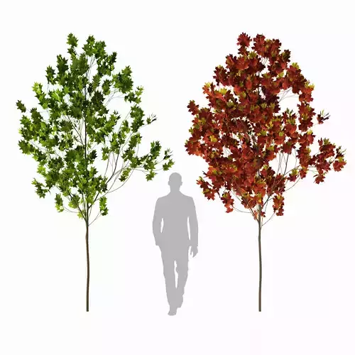 Sugar maple tree 01 3D model