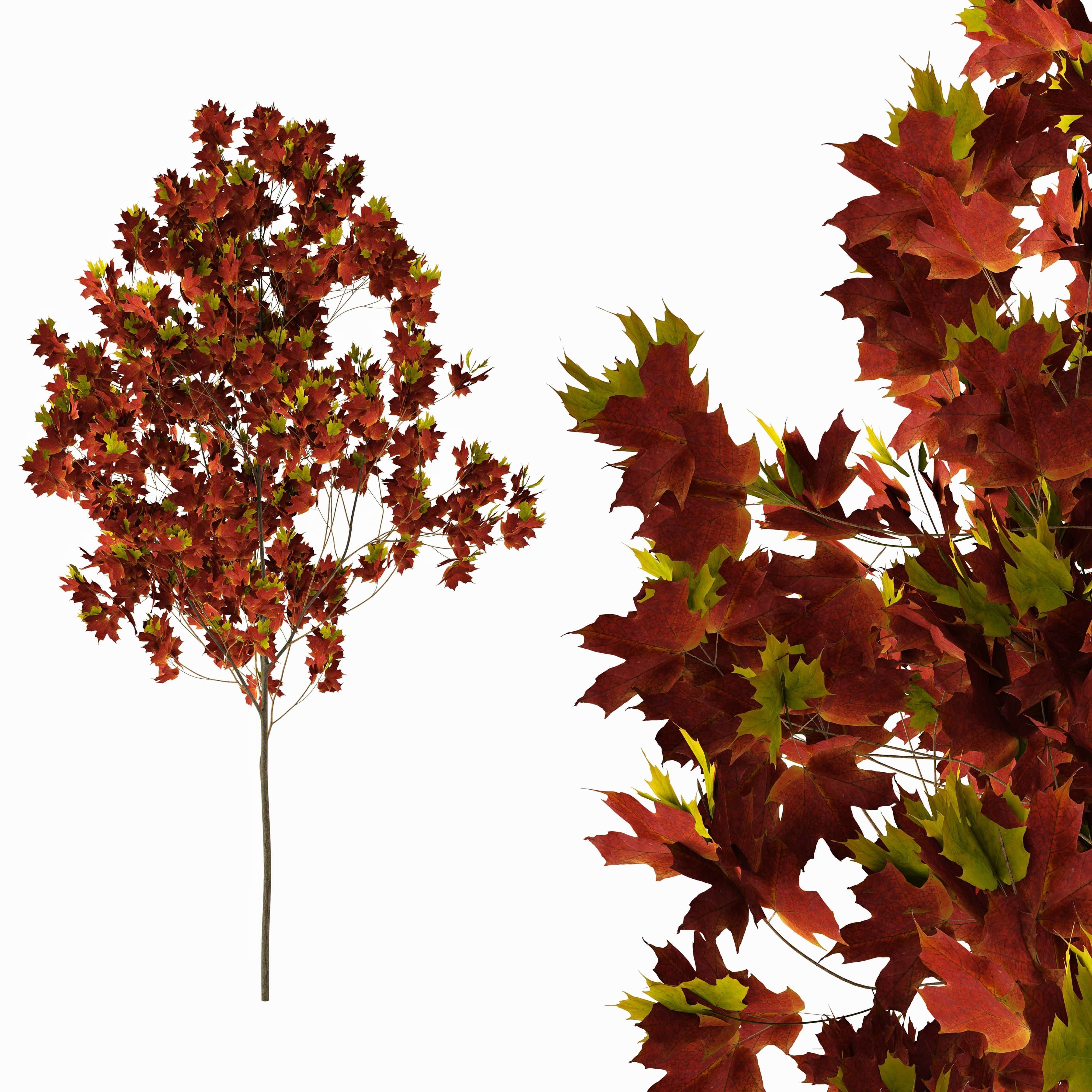 Sugar maple tree 01 3D model_2