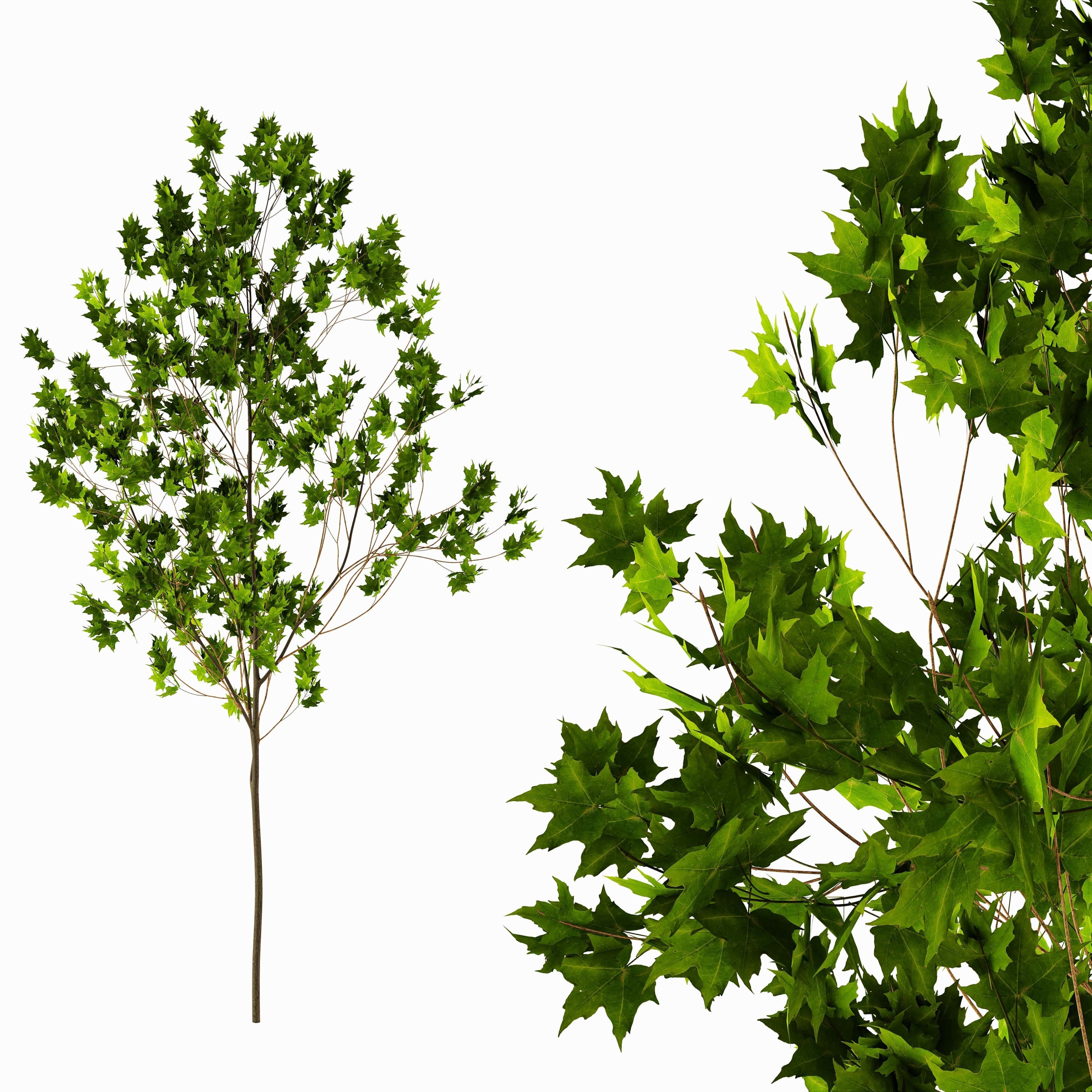 Sugar maple tree 01 3D model_1