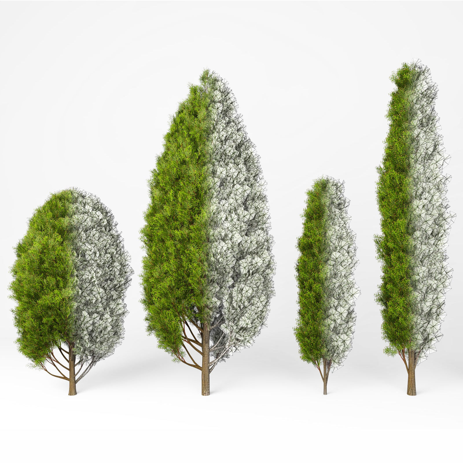 Mediterranean cypress No1 3D model_4
