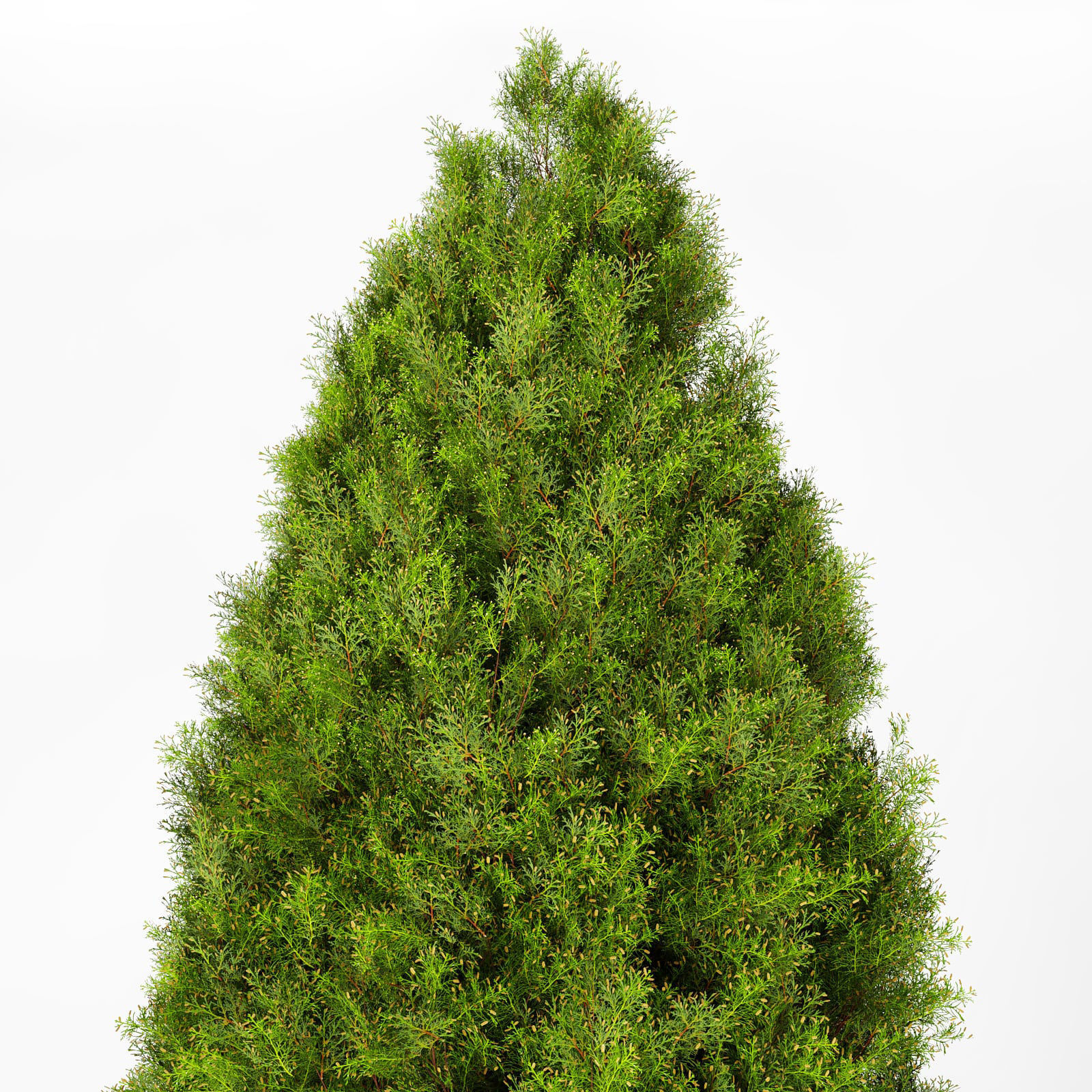 Mediterranean cypress No1 3D model_2