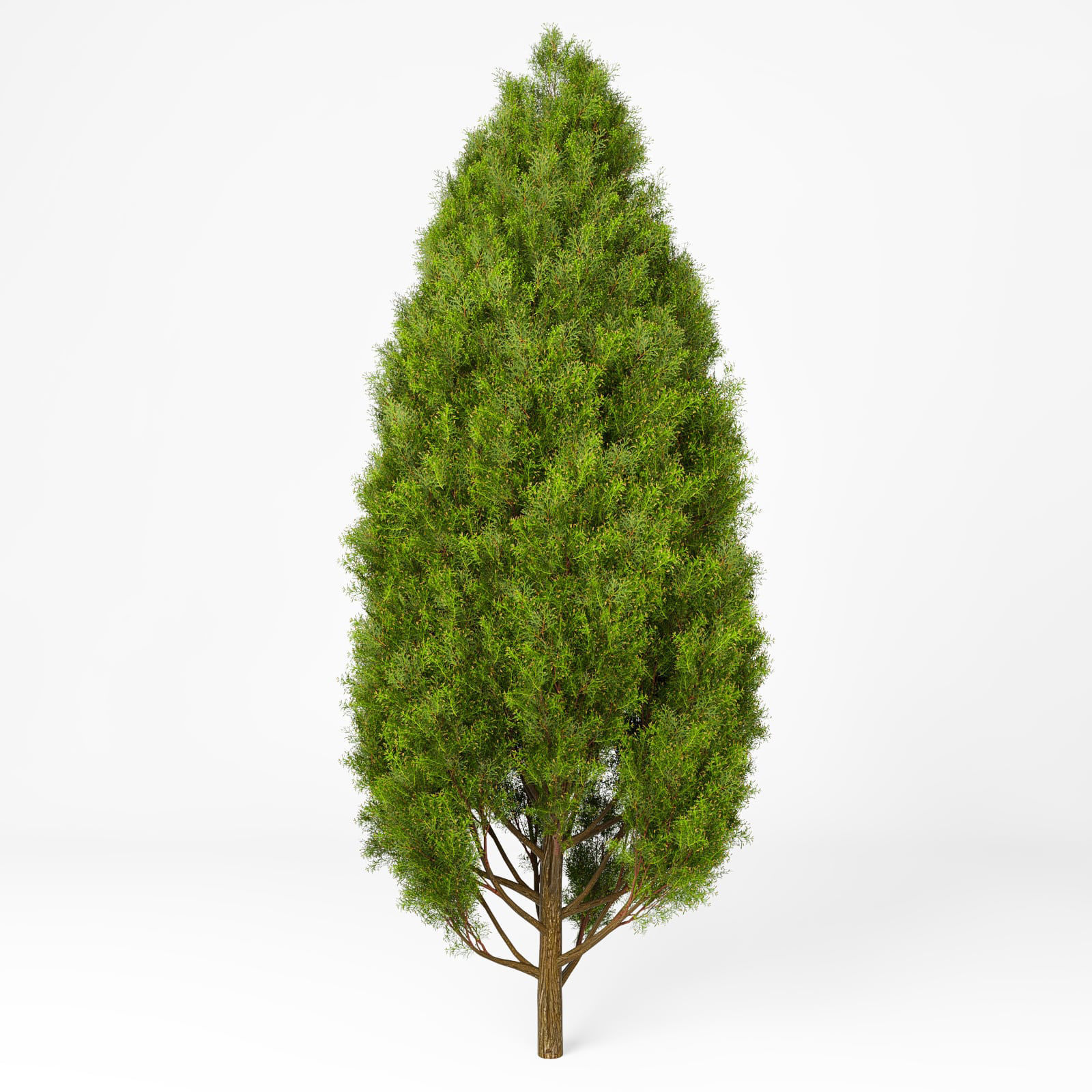 Mediterranean cypress No1 3D model_1