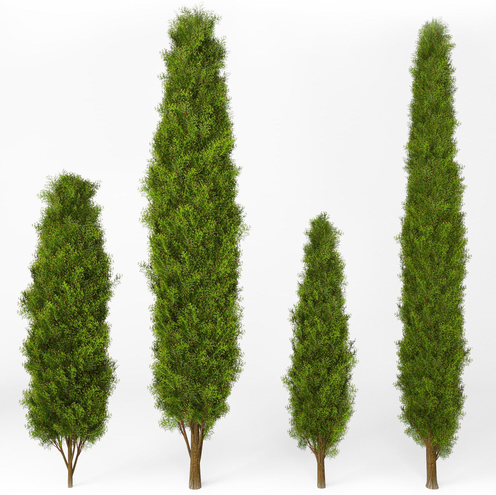 Mediterranean cypress No1 3D model_3