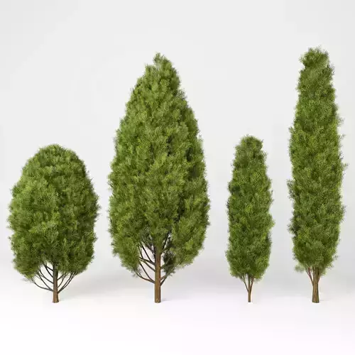 Mediterranean cypress No1 3D model