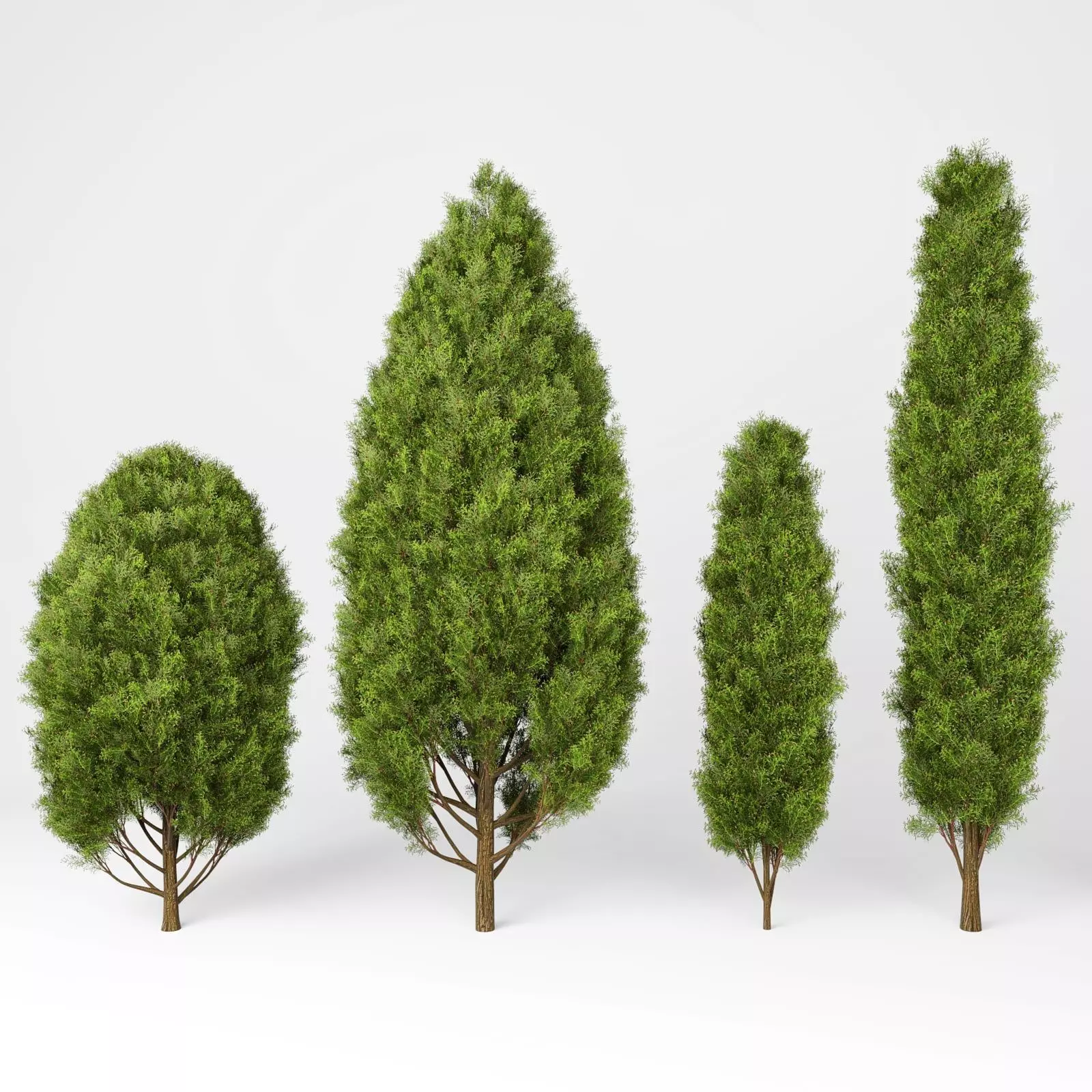Mediterranean cypress No1 3D model_0
